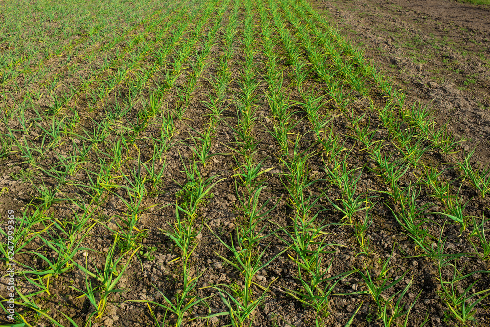 Rows of garlic in the garden. Green juicy plants Rows of garlic in the garden. Green juicy plants