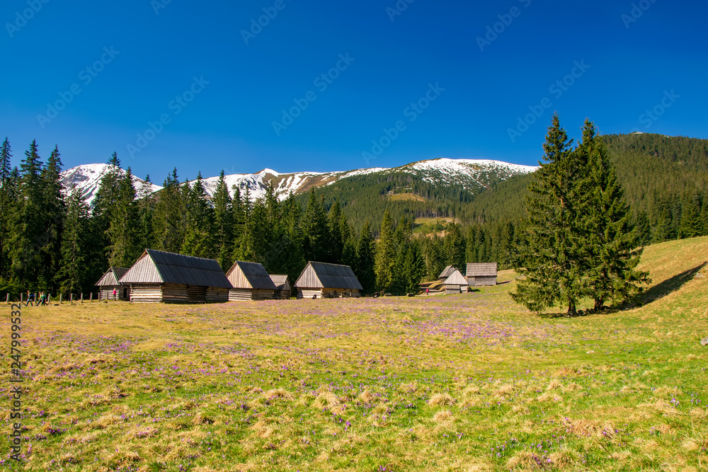 Beautiful Chocholowska Clearing with blooming crocuses meadow and historic shepherd's huts, Tatra Mountains, Poland