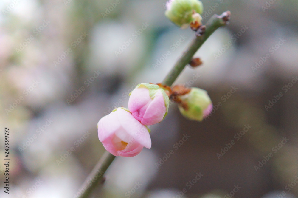 梅の花