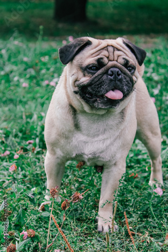 pug for a walk in the park