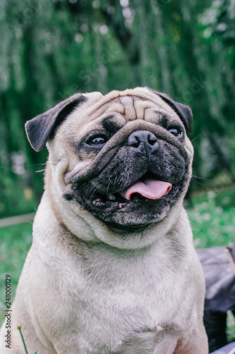 pug for a walk in the park © AnnyStudio