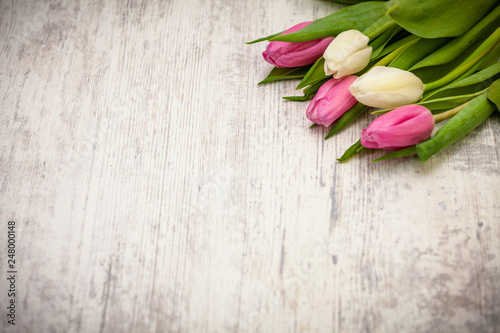 Pink and white tulips on light background