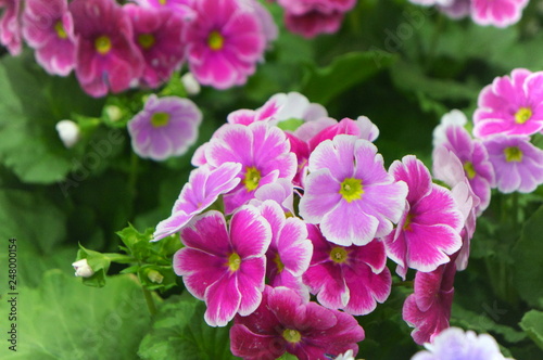 obconica Primrose flower photo