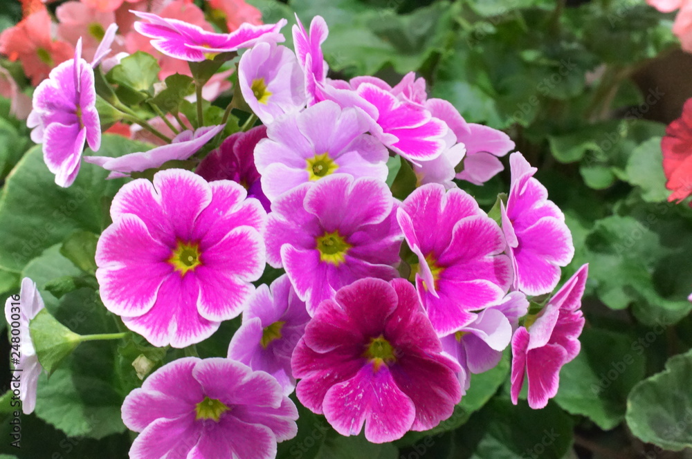 obconica Primrose flower