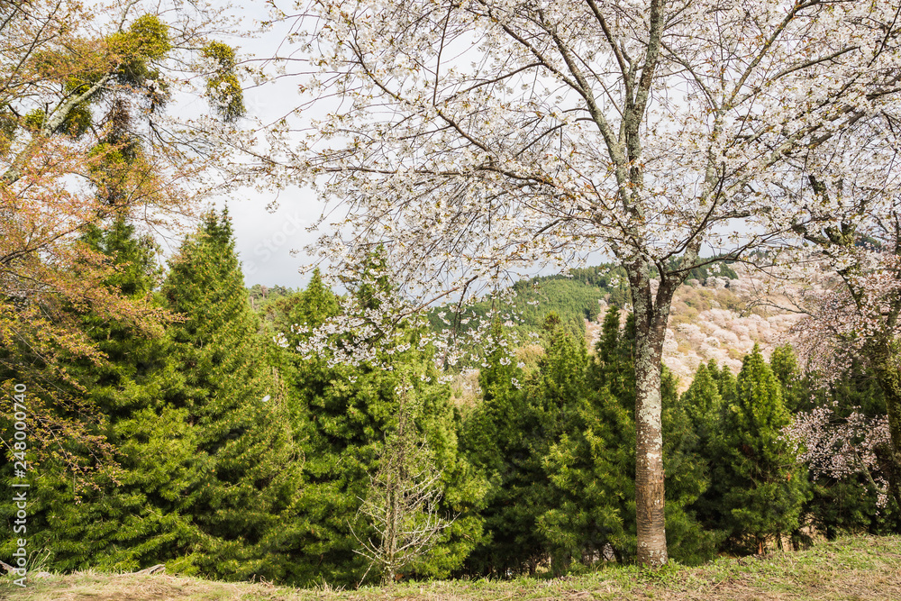 Spring cherryblossom (sakura) at Mount Yoshino in Japan Spring cherryblossom (sakura) at Mount Yoshino in Japan