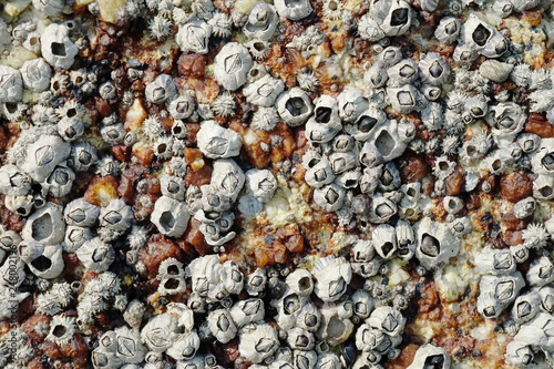 Close Up Shot of Barnacles on a Rock