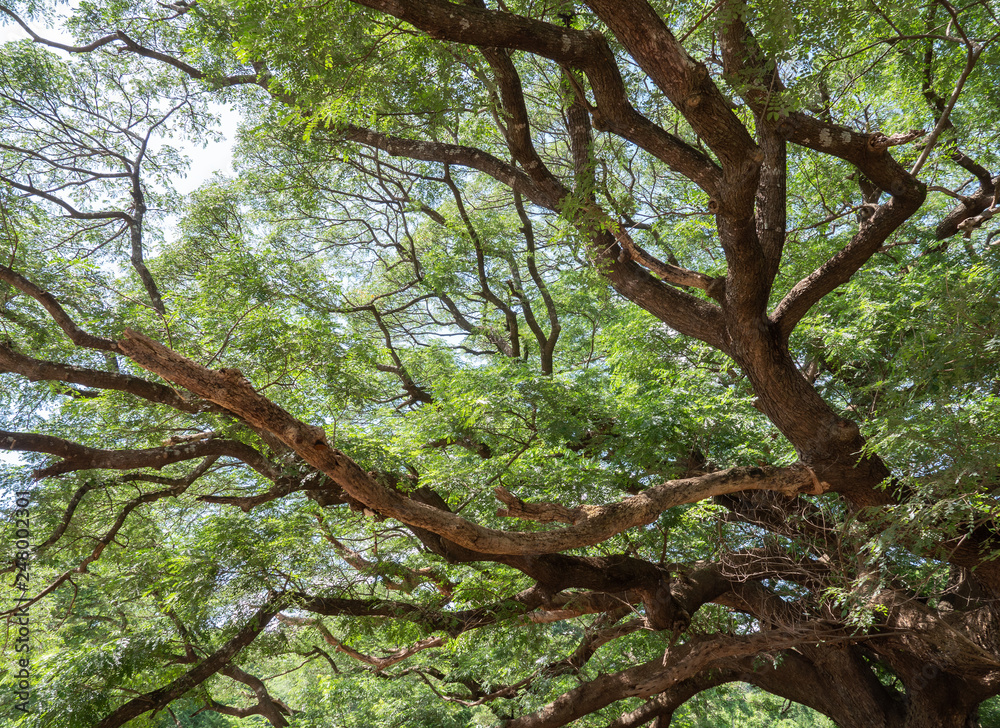 Fototapeta premium Large complex branch of the Rain tree.