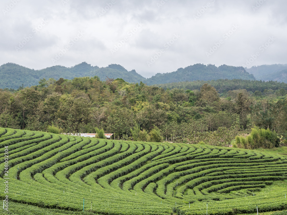 Organic tea plantation on the hill.