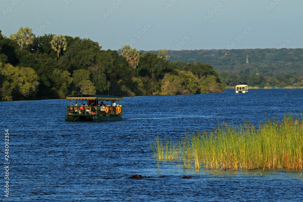 Hippopotamus, Zambezi river, Zimbabwe