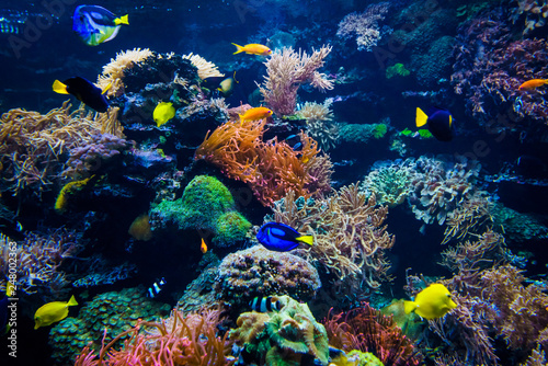 beautiful underwater world © EwaStudio