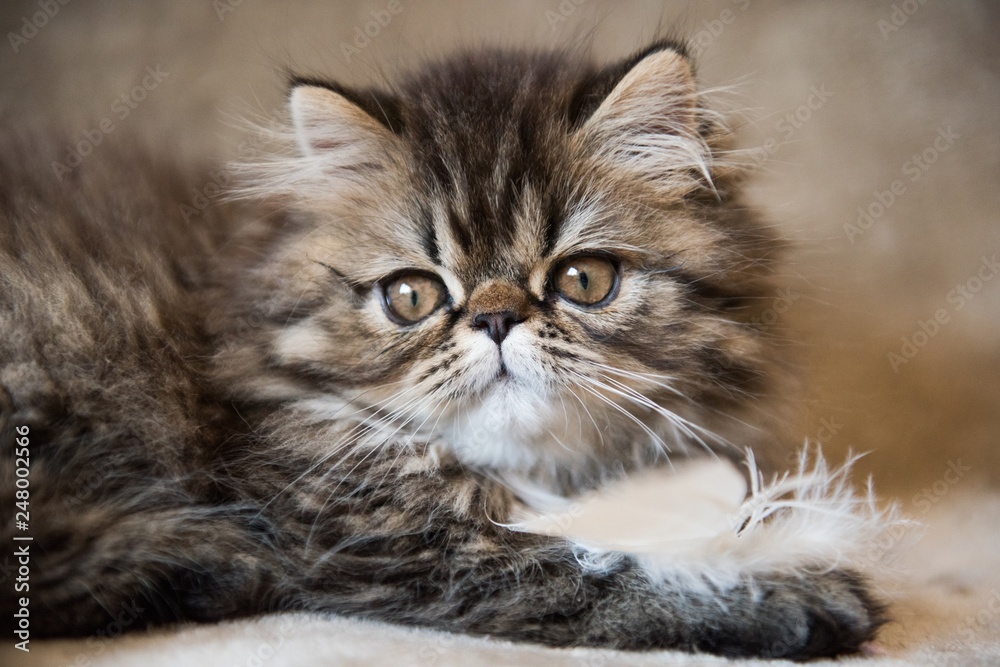 Beautiful Persian kitten cat marble color coat is playing with white feather