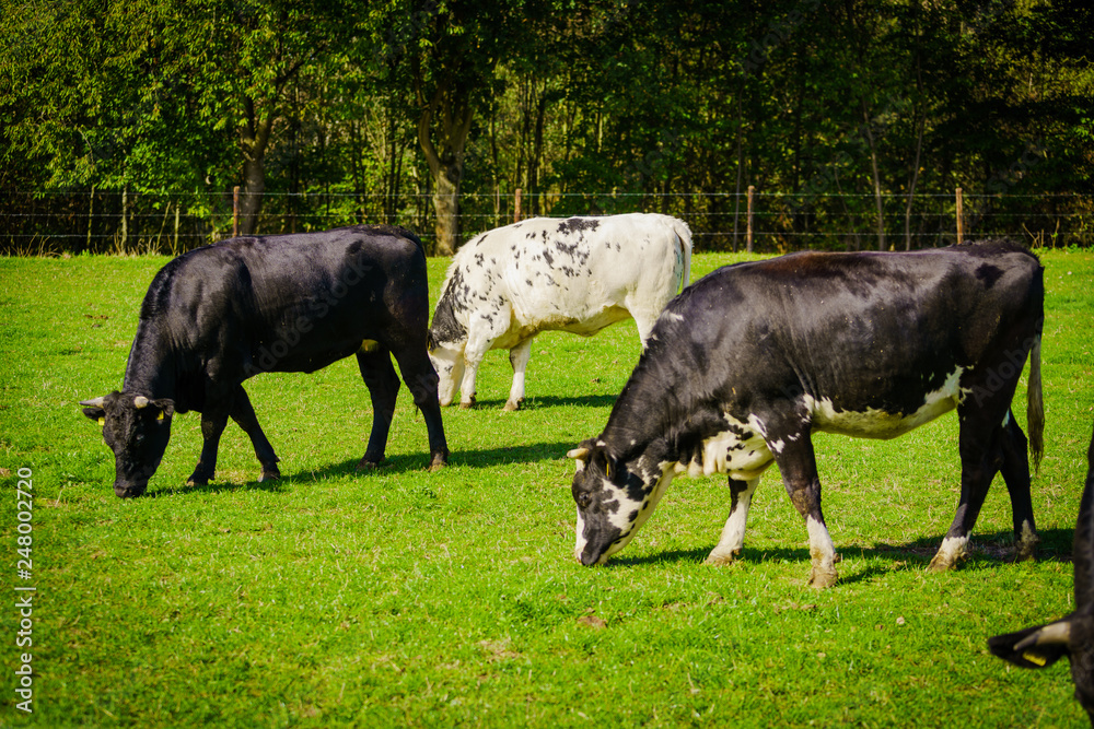 Group of cows in grassland panorama Group of cows in grassland panorama