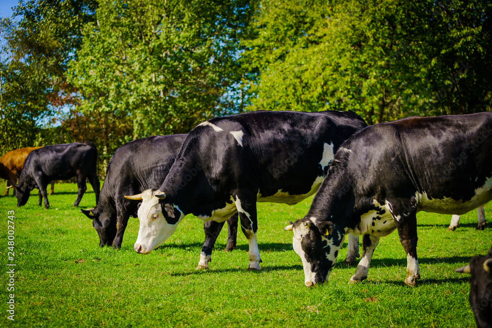 Obraz premium cows in a grassy field