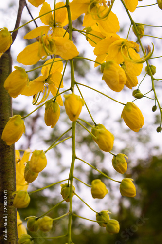 Golden Shower Tree 