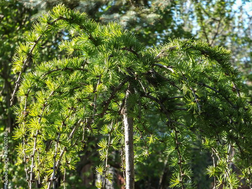 Bright green fluffy branches of larch tree Larix decidua Pendula in the sunlight. The atmosphere of delight and freshness of the summer day. Natural beauty of elegant larch tree twig for any design