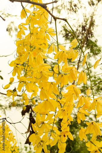 Golden Shower Tree 