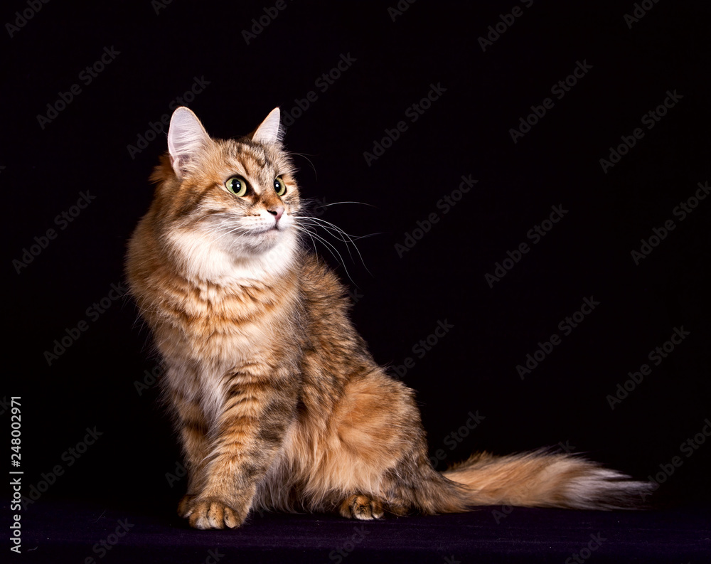 Fluffy siberian cat sitting on black background Fluffy siberian cat sitting on black background