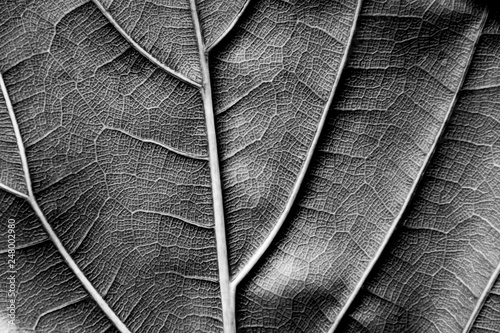 texture - reverse dry leaf of ficus lyrata in color with its ribs