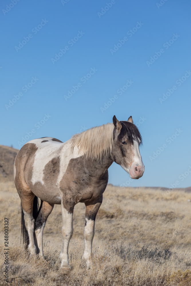 Majestic Wild Horse in the Utah Desert in Winter