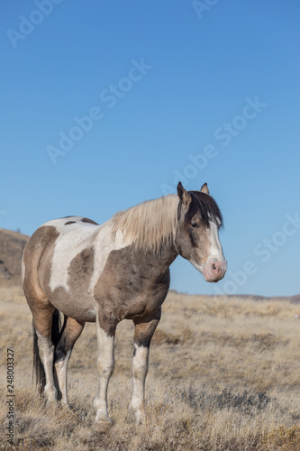 Majestic Wild Horse in the Utah Desert in Winter © natureguy