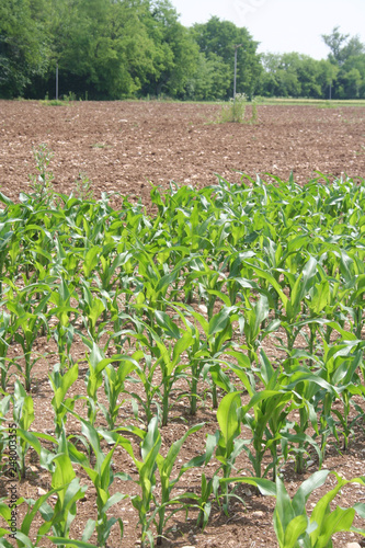 Corn field near plowed field in spring in the italian contryside