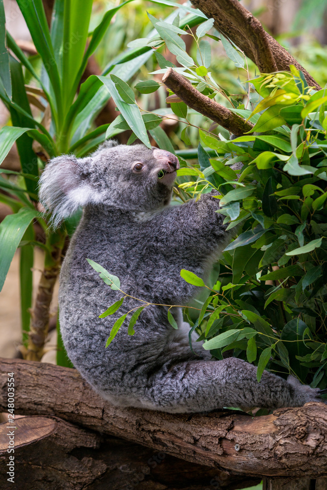 Obraz premium Koala on a branch of eucalyptus tree
