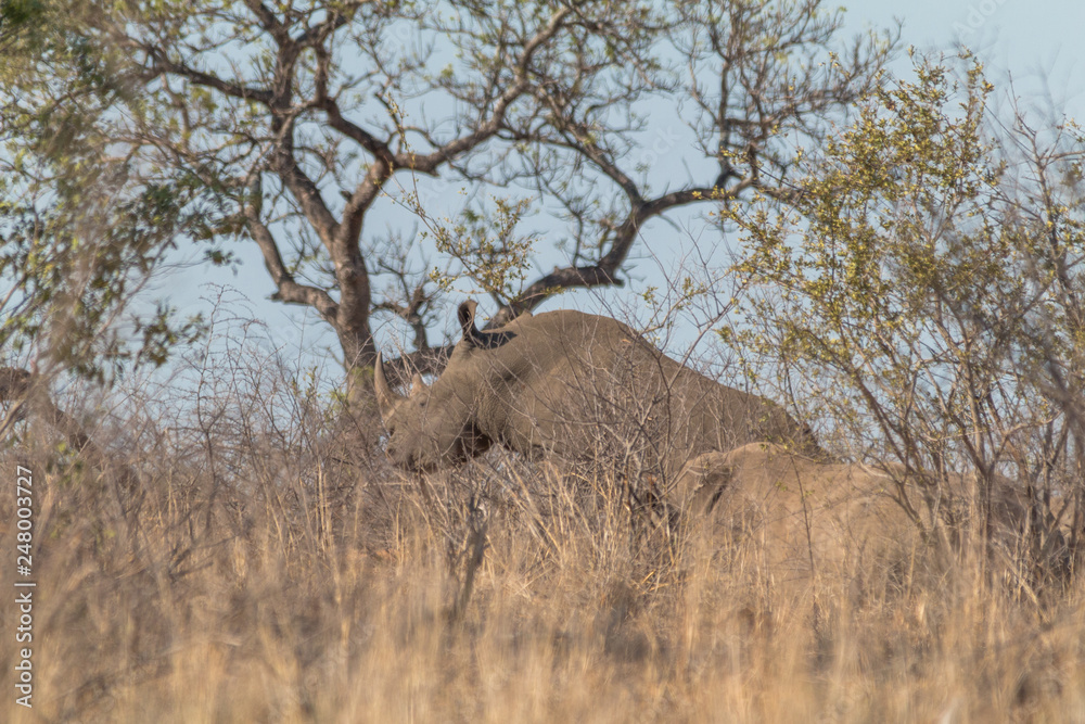 Fototapeta premium White Rhinoceros in the Kruger national park, South Africa