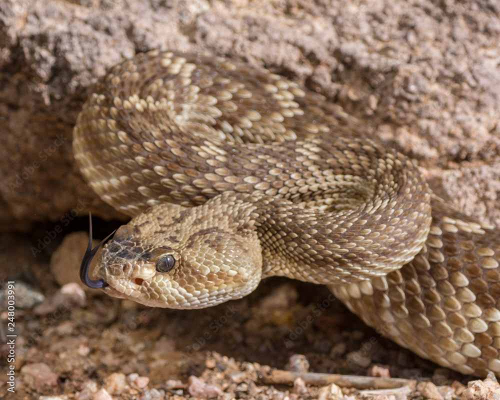 Arizona black-tailed rattlesnake with tongue Arizona black-tailed rattlesnake with tongue
