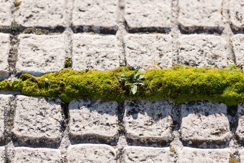 Green moss growing in the space between two floor tiles in Caceres, Extremadura, Spain.