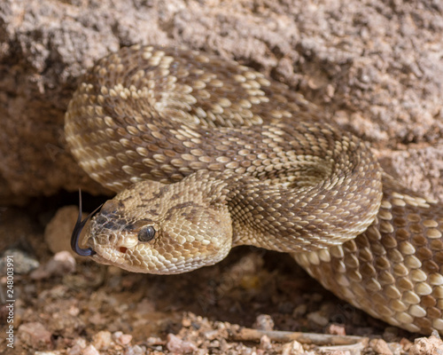 Arizona black-tailed rattlesnake with tongue