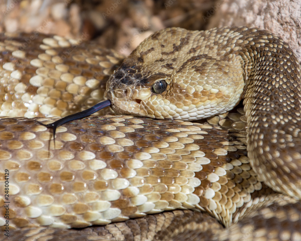 Arizona black-tailed rattlesnake with tongue Arizona black-tailed rattlesnake with tongue