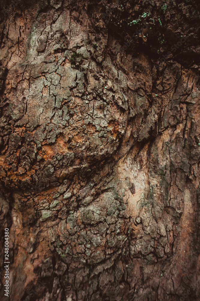 texture of the bark texture of the bark