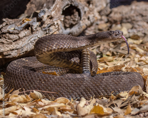 Arizona black rattlesnake with tongue