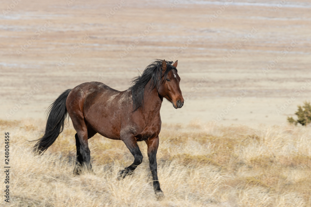 Fototapeta Majestic Wild Horse na pustyni Utah w zimie