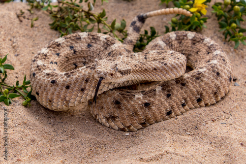 Sidewinder rattlesnake with tongue