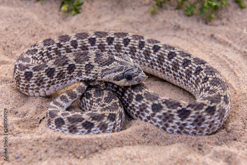 western hog nose snake