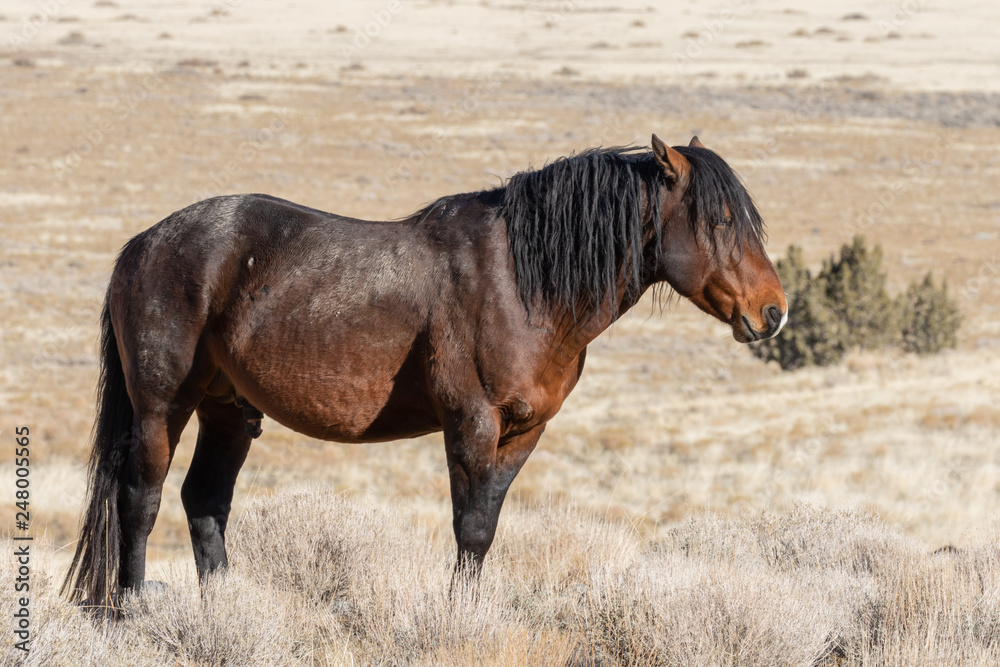 Fototapeta premium Majestic Wild Horse in the Utah Desert in Winter