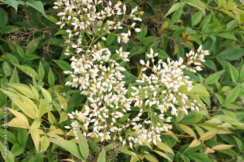 Nandina domestica bush in bloom. Heavenly bamboo branch with white flowers