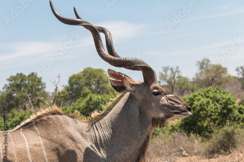 Fototapeta Naklejka Na Ścianę i Meble -  Greater Kudu in the Kruger national park, South Africa