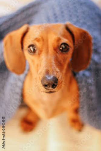 dachshund on the bed, home comfort, warm © AnnyStudio