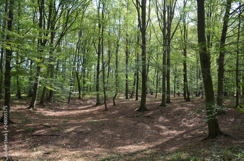 Deciduous forest  greenwood  Czechia  Central Moravia  Chropyne