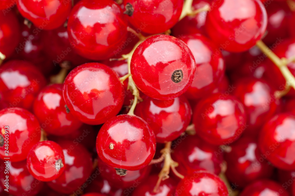 Ripe juicy red currant berries. Ripe juicy red currant berries.
