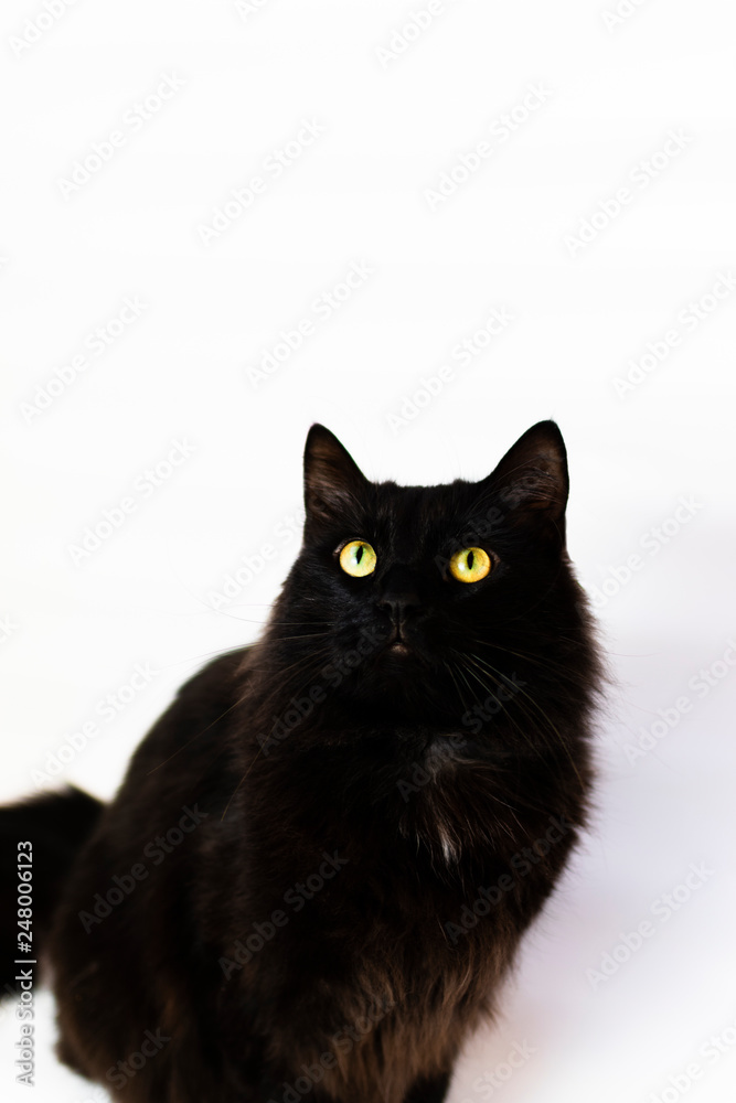 Black cat of the breed Bombay.