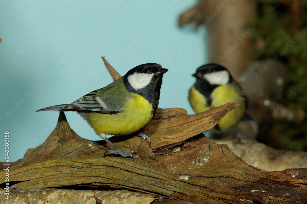 Fototapeta premium Kohlmeise (Parus major) Europa