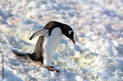 Pinguin auf dem Weg zum Meer