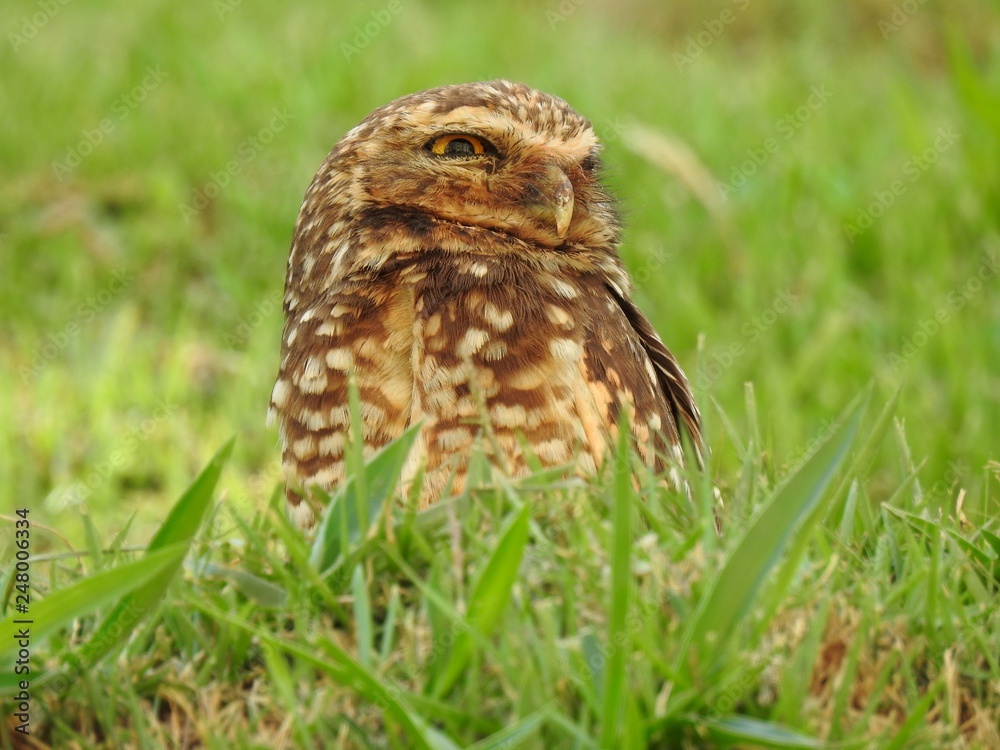 Close-up of a burrowing owl looking to the side on a sunny and bright day. In the background, unfocused green vegetation. Close-up of a burrowing owl looking to the side on a sunny and bright day. In the background, unfocused green vegetation.