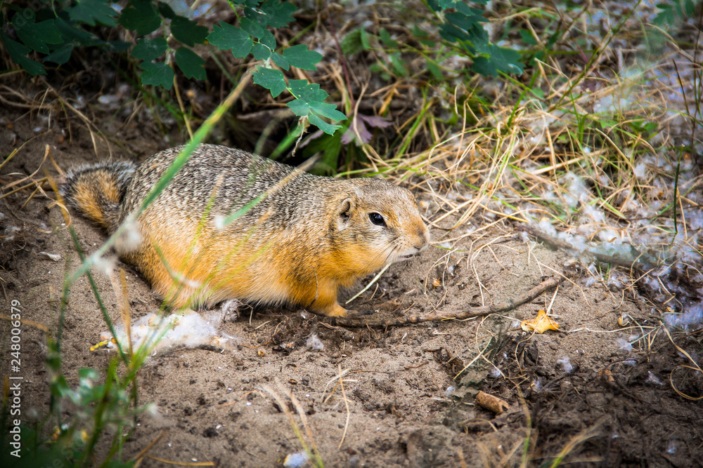 Gophers in the city Gophers in the city