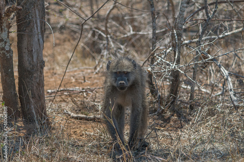 Chacma Baboon in the Kruger national park, South Africa