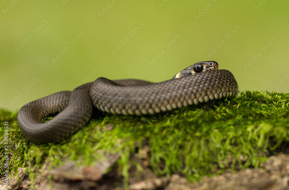 The Grass snake Natrix natrix in Czech Republic The Grass snake Natrix natrix in Czech Republic