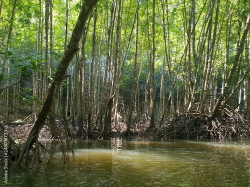 Fototapeta Naklejka Na Ścianę i Meble -  Kayak trip into the mangrove forest in Ao Thalaine in Krabi in Thailand, Asia